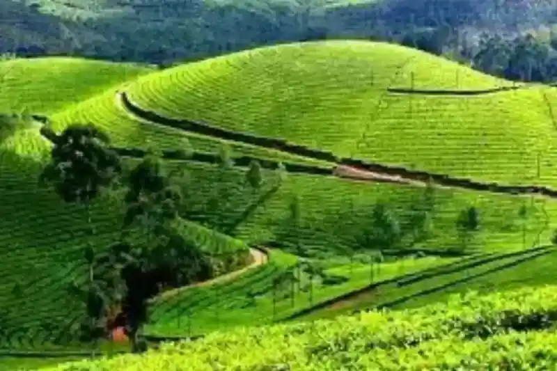 4 Days Munnar Alleppey Tour Package