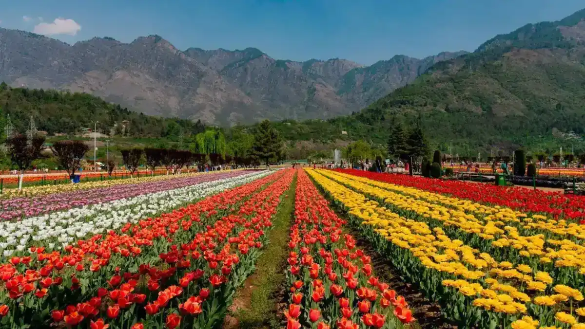 Scenic view of Pahalgam valley with pine forests and mountain streams